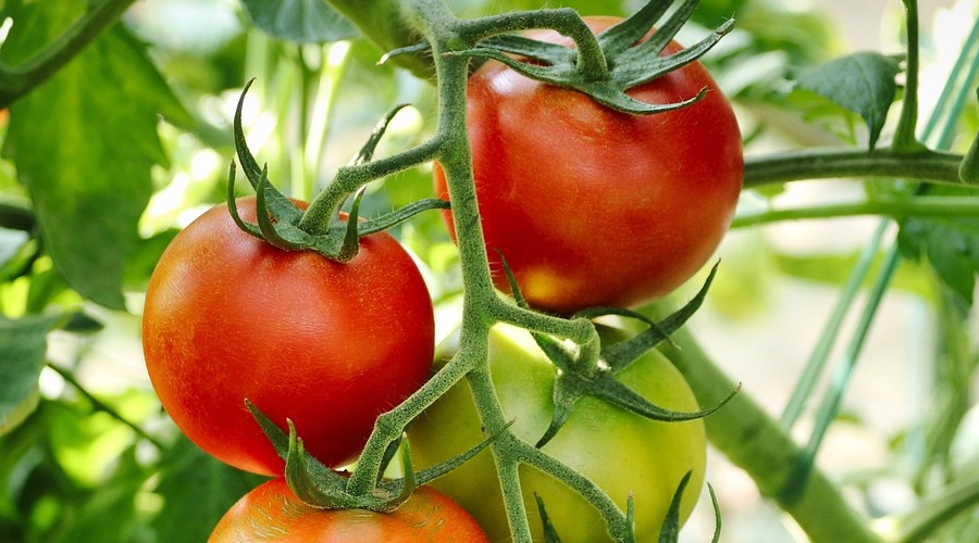 Anbau von Gemüse und Obst