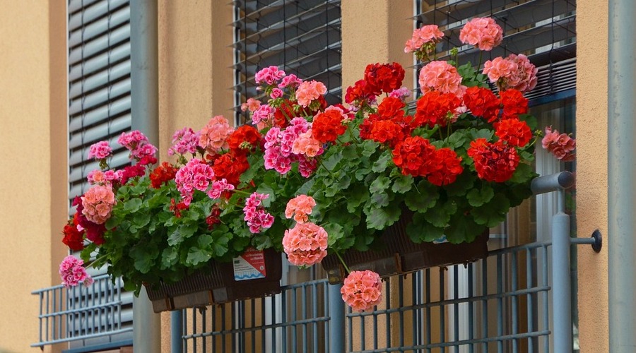 Flowerpower Fensterbank